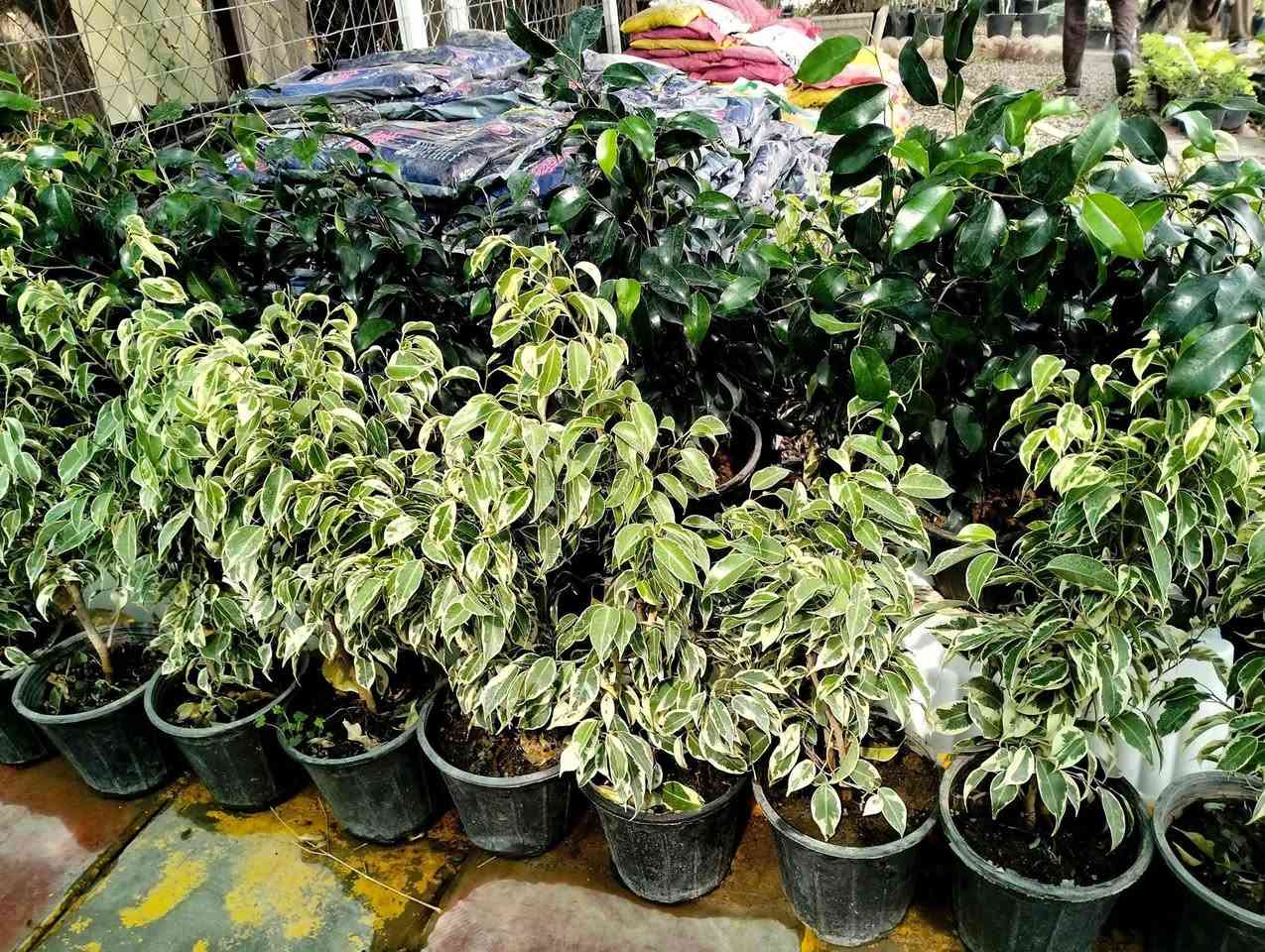 وصلت مجموعه جديده من النباتات الخارجيه والضليه 
لطلب والاستفسار مرسلة الصفحه يوجد خدمة توصيل خانقين جلولاء سعديه
