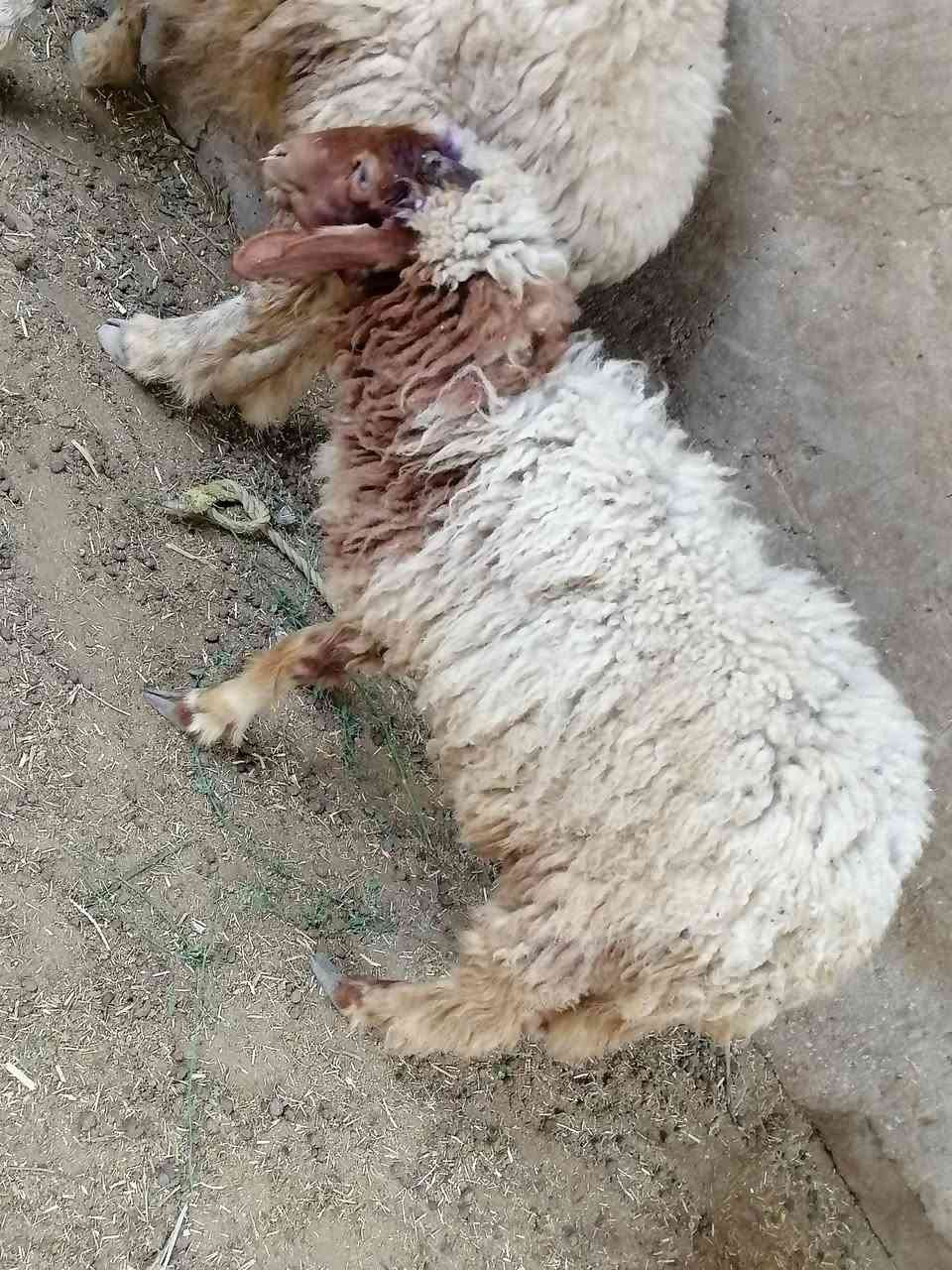 طلي • نذر ذباحه • قضاء الشاميه