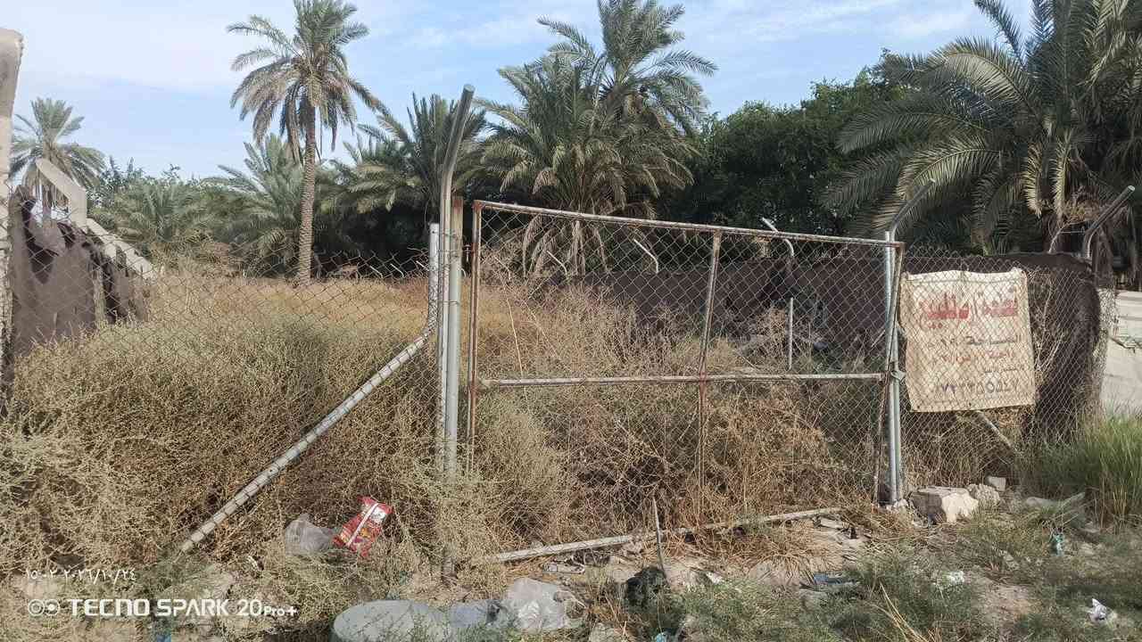 الشعله الدوانم • سند ٢٥ • ١٩٦م