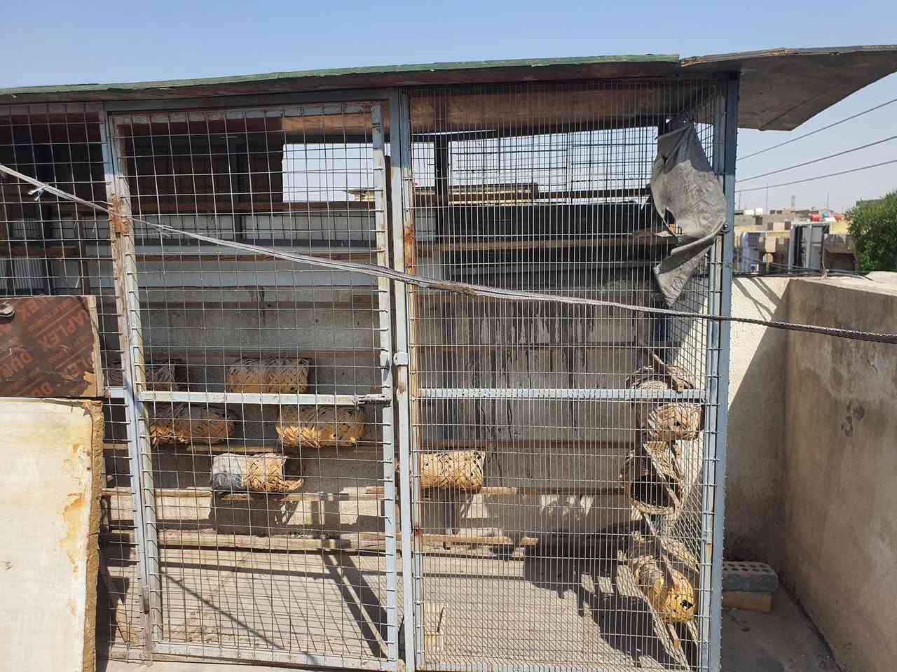 برج طيور • ٤٠٠ طير • بغداد الشعب