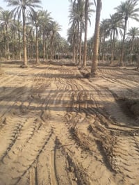 طابو زراعي • ٨ دونم • مطل على الفرات