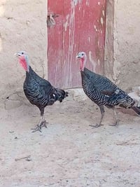 فراريج شيش • درجة اولى • عدد ٤