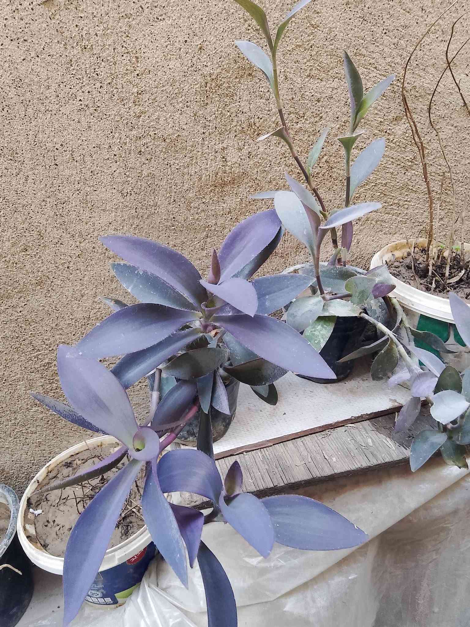 متاح نباتات حجم صغير ب 3 واكو حجم كبير ب 5 و7
