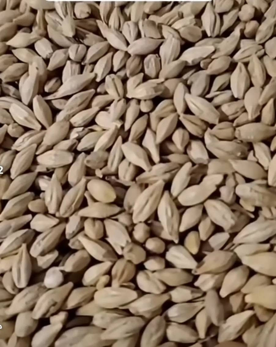 شعير عراقي • بذور درجة اولى • نص طن