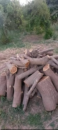حطب يابس • درجة اولى • للبيع
