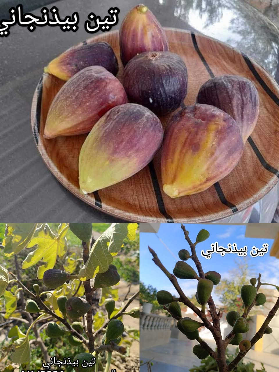 🌿 متوفر لدينا الآن أجود أصناف شتلات التين للزراعة 🌿
نوفر لكم شتلات تين منتخبة بعناية، تمتاز بجودة عالية وإنتاج وفير، ومن أفضل الأصناف:
🍃 تين بيذنجاني
🍃 تين العبد السعودي
🍃 تين جامبو الإسباني الأصفر
🍃 تين براون التركي
🍃 تين عسلي
🍃 تين بني مسلم
✅ شتلات قوية وصحية
✅ مزروعة داخل القضاء وبإشراف كادر زراعي متميز
✅ ضمان الصنف وجودة الشتلات
✅ مناسبة للحدائق المنزلية والبساتين
📞 للحجز والاستفسار: *********** (متوفر واتساب)
📍 نسعد بزيارتكم، وأهلاً وسهلاً بكم دائمًا.
🌱 الجودة تبدأ من اختيار الشتلة المناسبة.
