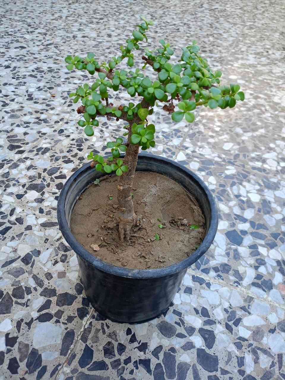 السلام عليكم مسائكم خير وعافية 

🌿🌱 شتلات ونباتات خارجية دائمية وملائمة للظروف الجوية للبيع 

🌵 صبار صغير عدد 4 — القطعة ب2,000 د.
🌵 صبار كبير وكثيف — 5,000 د.
🌵 صبار وسط —  عدد 2 بـ 7,000 د.
🌺 وردة الكنا / فحل الموز — 2,000 د.
🌱 مكحلة أو اليهودي — 2,000 د.
🌿 مطاط — 3,000 د.
🌱 دمعة الطفل — 2 بـ 3,000 د.
🌹 سندان كبير ورد الصباح الأبيض — 3,000 د.
🌹 سندان صغير ورد الصباح الوردي — 1,000 د.

والي ياخذ كل القطع بـ 30,000 د.

📍 العنوان: التاجيات – خلف محطة الطاقة
📞 للاستفسار : ***********

🌹 بالعافية على اللي ياخذهن وإن شاء الله يتهنى بيهن.
