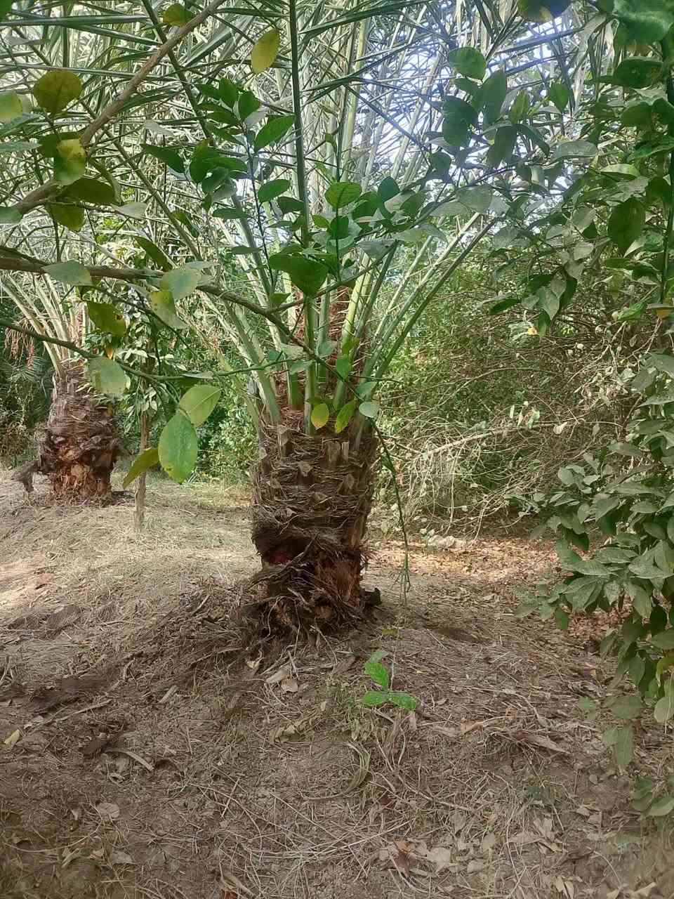 نخل • فسيل وامايات • توصيل محافظات
