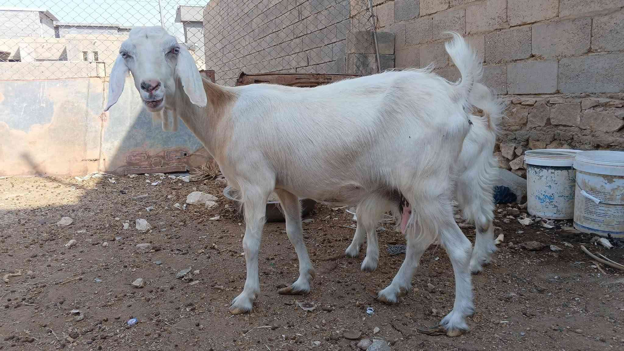 زوج معزة • امهات • خط أول