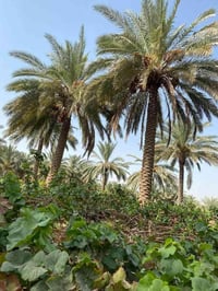 ٣ دونم • طابو زراعي • حمضيات ونخل