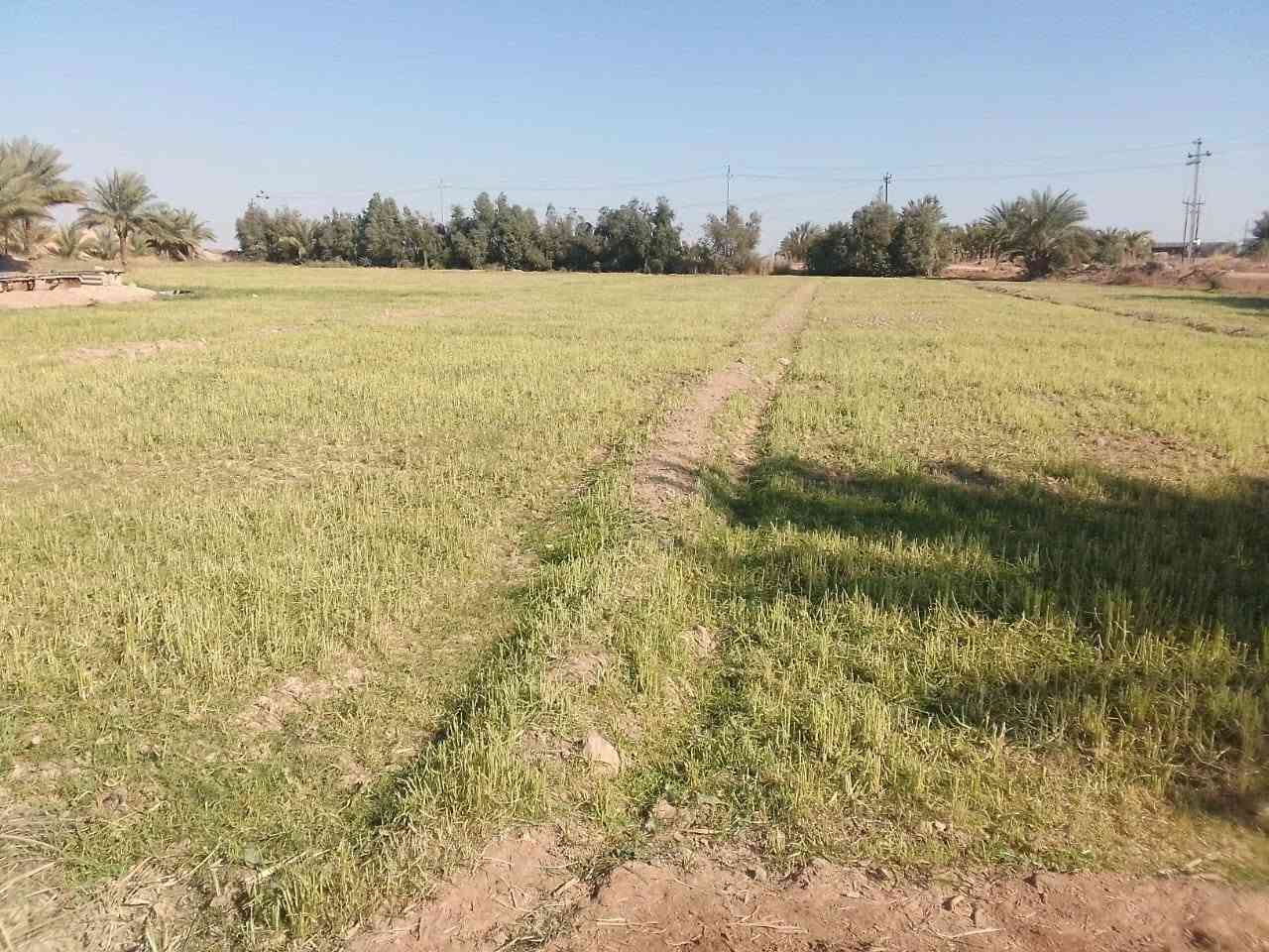 كاع ٣١٠ دونم بالدبوني بيه ٤ بيوت ومضيف وبستان نخل وعقود زراعيه الكاع كله مشتغلين باليزر وبزول درجه اولا الاستفسار الاتصال ***********/ ***********
