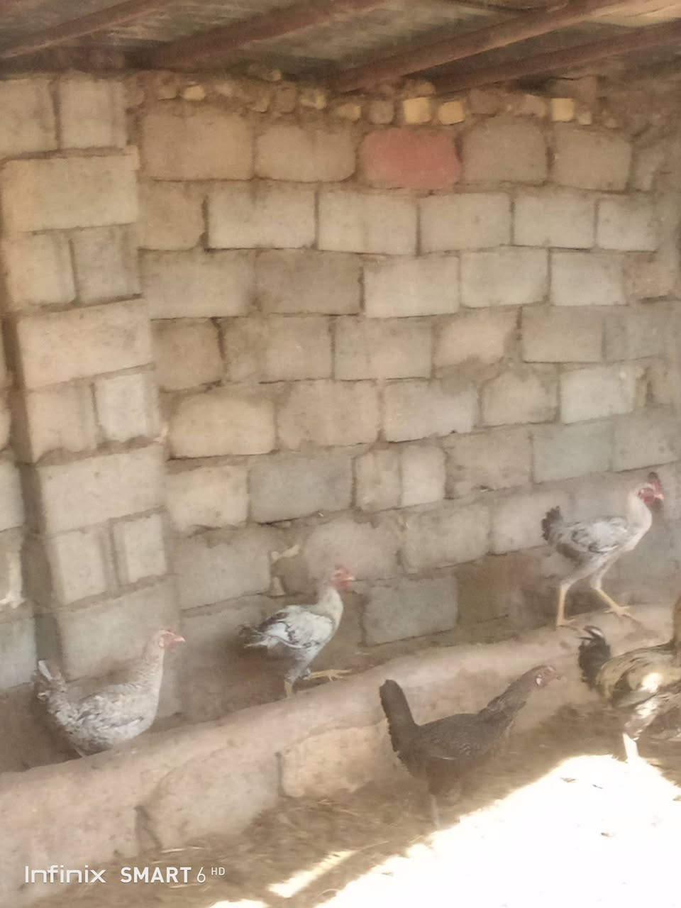 سلام عليكم دجاجات للبيع 3ديوجه 3دجاجات بياضات سعر زوج 25فقل رقم ***********

نص مكتوب في الصور:
- Infinix SMART 6 HD