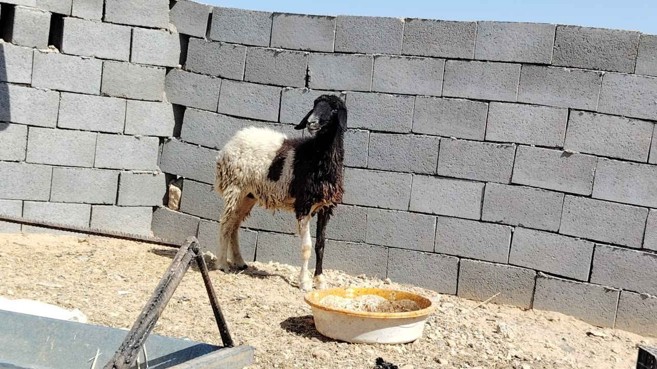 متاح ثنيه ثاني بطن شرط فول خشان شرط نصاح سن وشطر وعلاكل عيب حانيه بحض صاحبه، مبدله 6 سنون ماشالله عليه نعجه فاخره فوول سعره 335 وبيها مجال للشراي مكان الانبار حديثه *********** وبي واتساب
