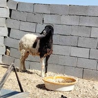 نعجه فاخره • ثنيه ثاني بطن • ٦ سنون