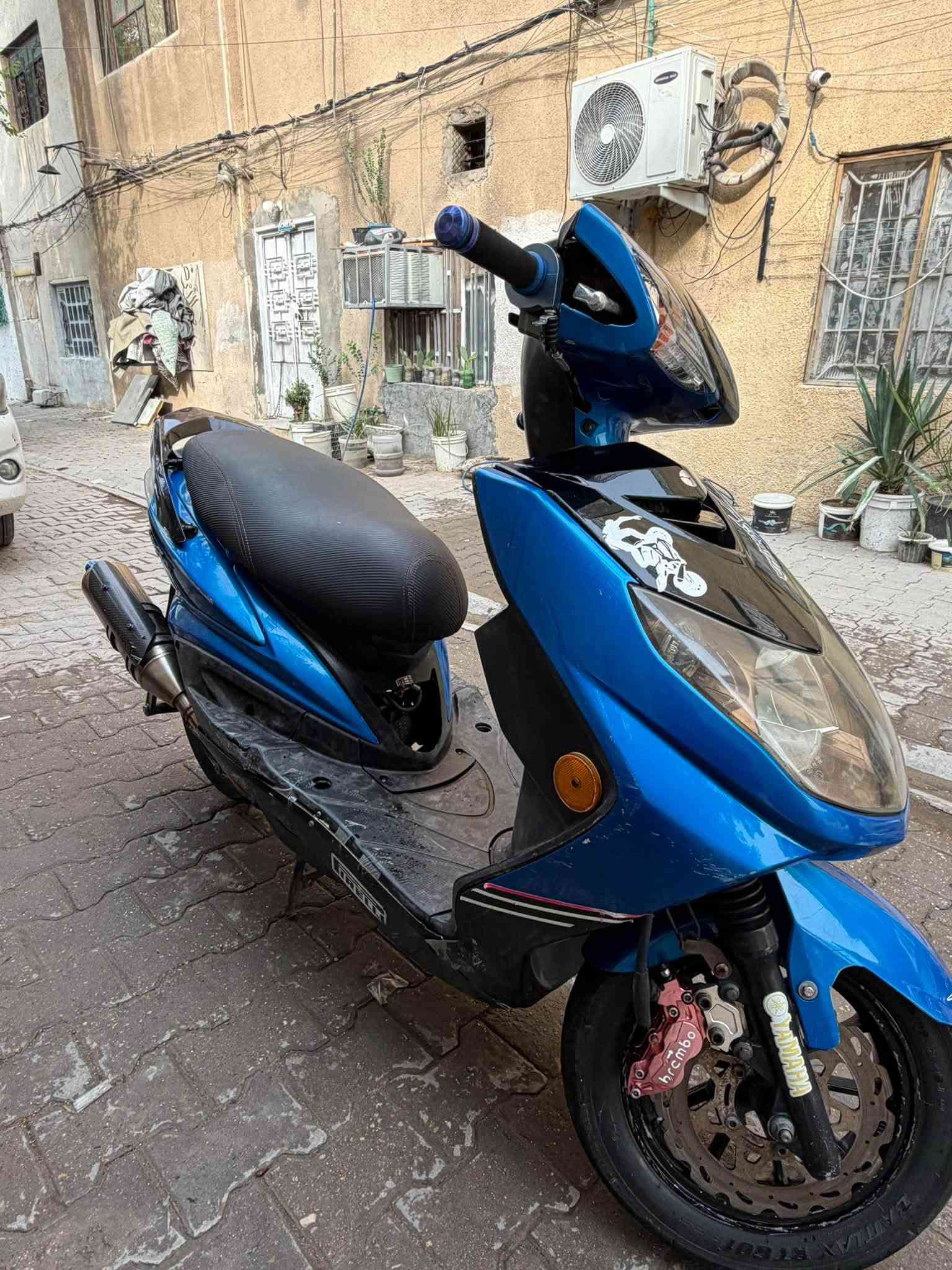 سكنس فحل • معدل • اوراق