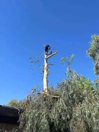 قطع الاشجار في كافت مناطق بغداد اتصال‏ ‪‪‬‏واتساب 07818953505 07519808...