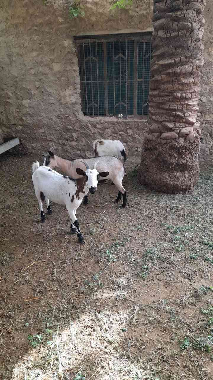 عنوز قبرصي • ١٠شهور • البغدادي