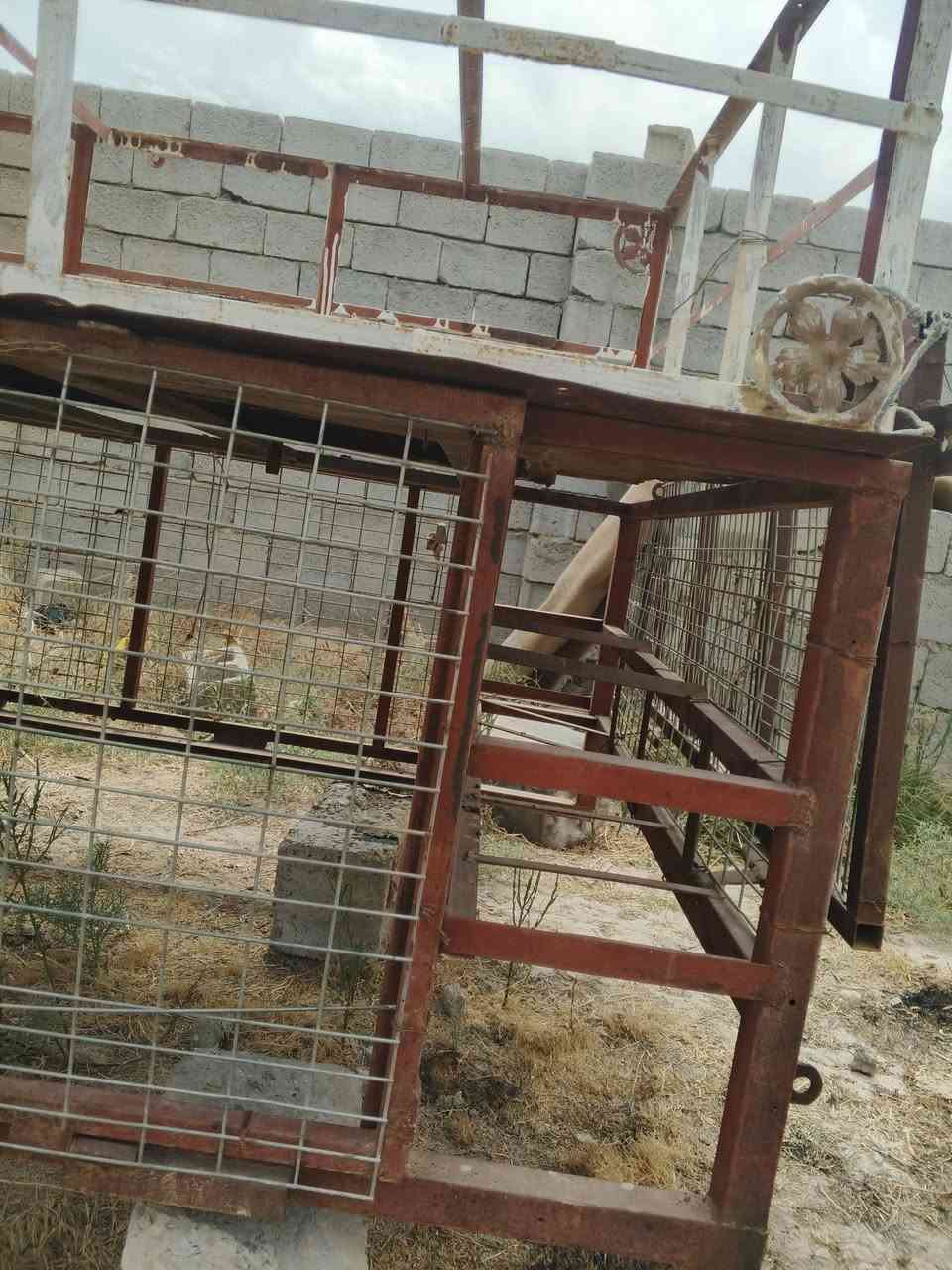 سلام عليكم ورحمة الله وبركاتة
اخوان عندي محجر ستوته حاجه الف البيع محجر قاطين وبي ارفوف 
الي يعجبه مراسله الصفحه او التصال ***********

حمزه العبيدي ضيٰاء الہٰعبٰٰيٰديٰ  صفاء المفرجي
