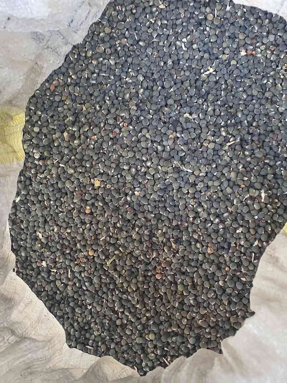 سلام عليكم يوجد بذور بانيه البيع درجه وله *********** بي واتساب
