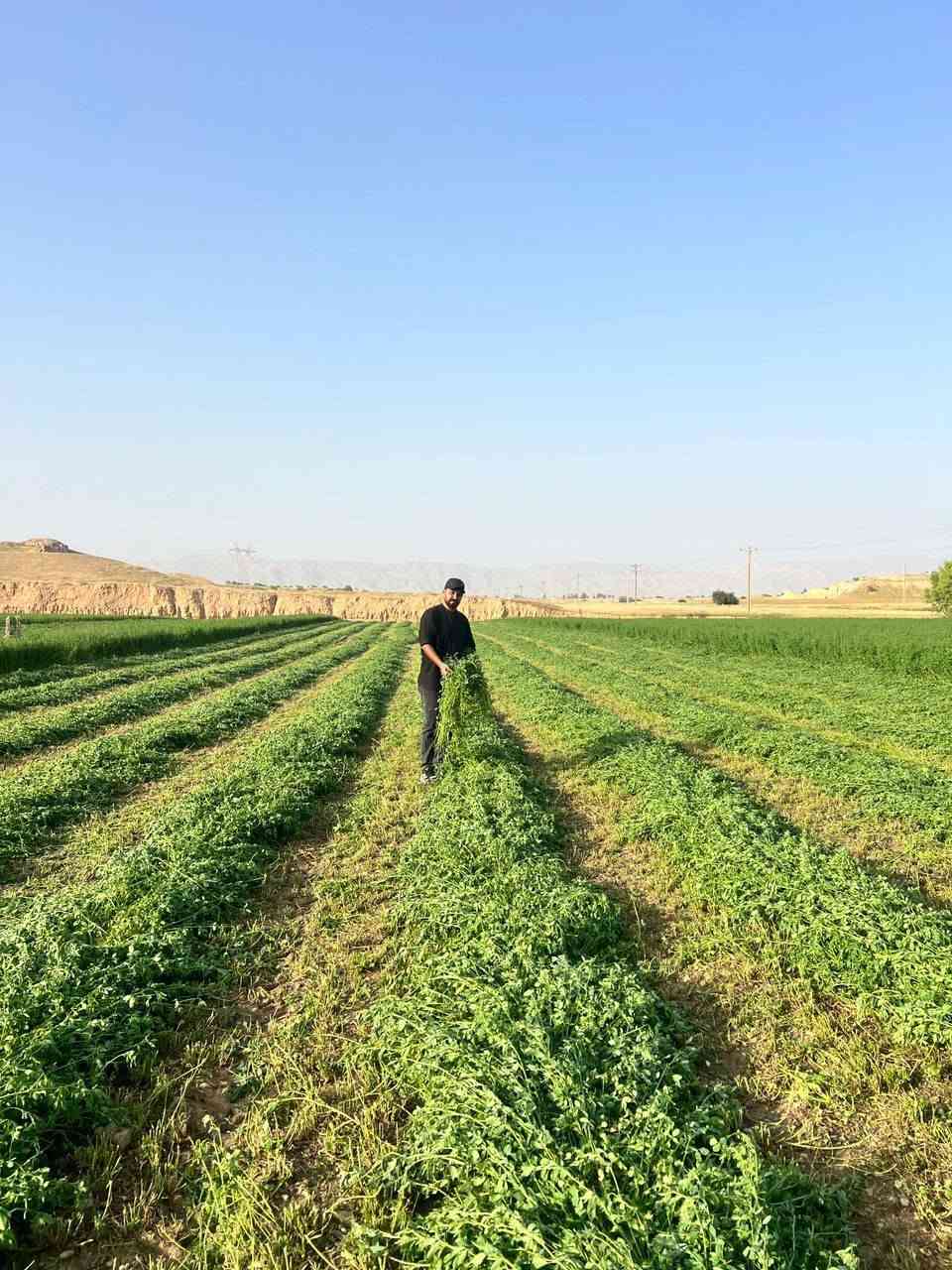 جت امريكي اصلي  بروتين عالي. ٢١. بالميه. بالتبن الجاف
: خاص  بالاراضي المالحه والمياه المالحه
: متحمل للحراره  . خاص للاجواء الحاره
: سريع الحش سعر كيلو 24الف دينار
الأنبار قضاء عنه مكتب ابوسامر الزراعي
شارع الحظره للطلب والاستفسار الاتصال ***********
