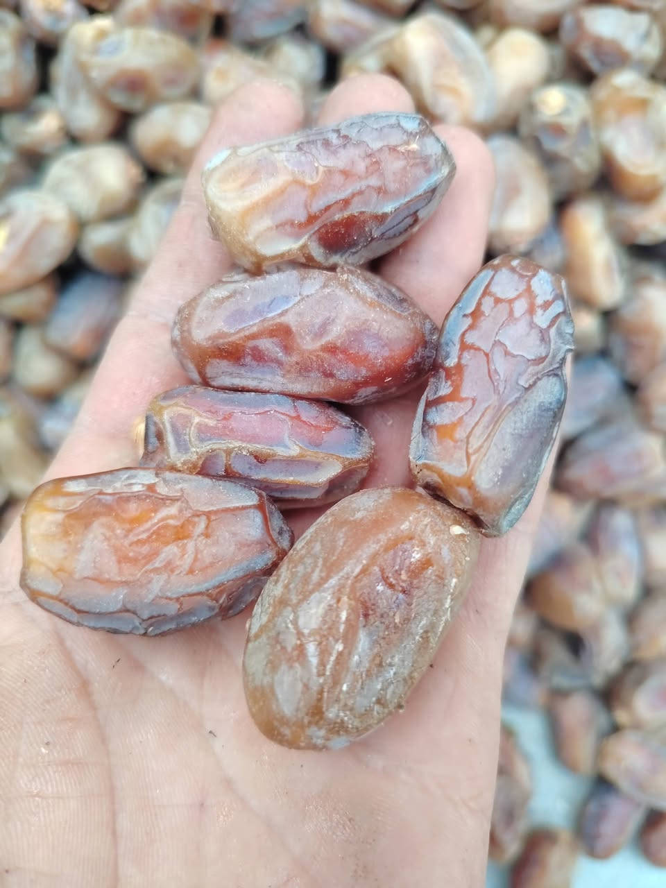 الله هم صلي على محمد وآل محمد السلام عليكم اخوان تمر اشويثي نضيف وملكط وجاهز شكد متريد كميه موجود عنواني بين النصر ولرفاعي بقريت الثلاثه ***********واتساب
