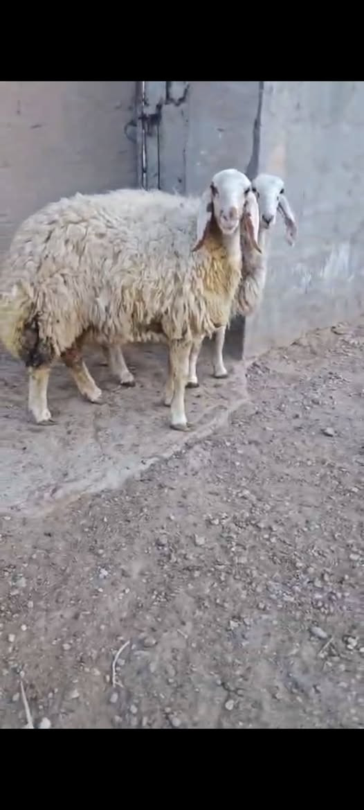 كريشيات • كوت الدجيلي • توصيل
