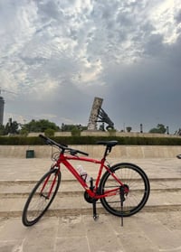 Alton BHB • 160-170سم • هجين نظيف