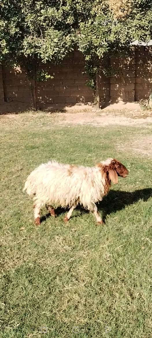 طليان 2 • افحله • التاجي