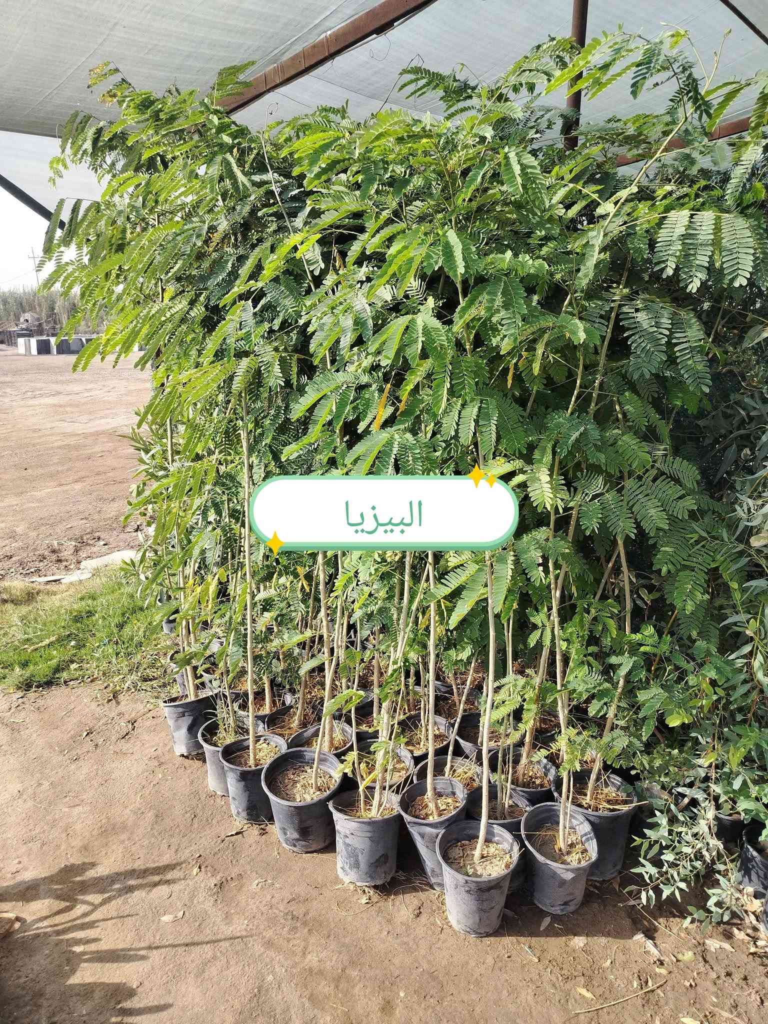 مشتل سيد هشام • نباتات زينة • قرب نزلة جحيشات