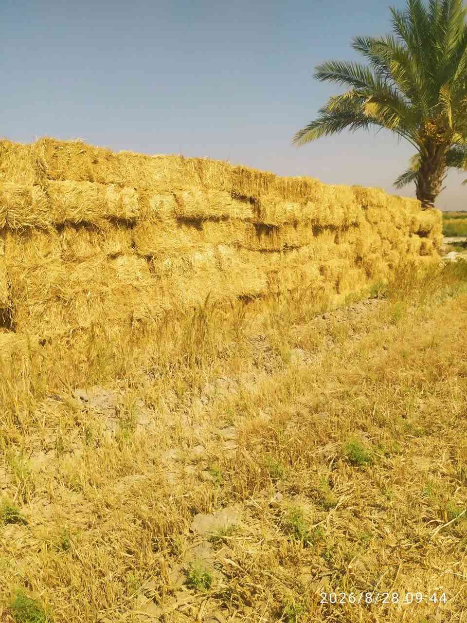 يوجد كبس تبن للبيع
تبن حنطه + تبن دخن للاتصال والاستفسار على هذا الرقم *********** او
*********** المكان قرب سيطرة الورديه خارج
