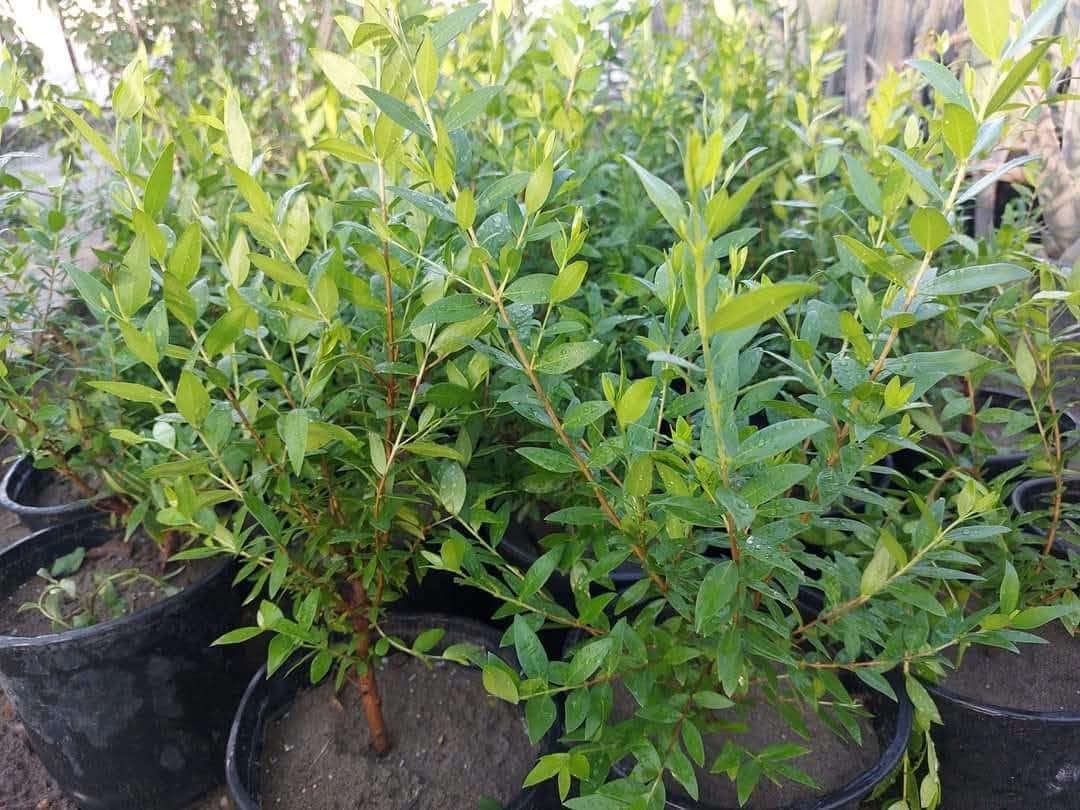 ياس عراقي • عطري • لحديقة