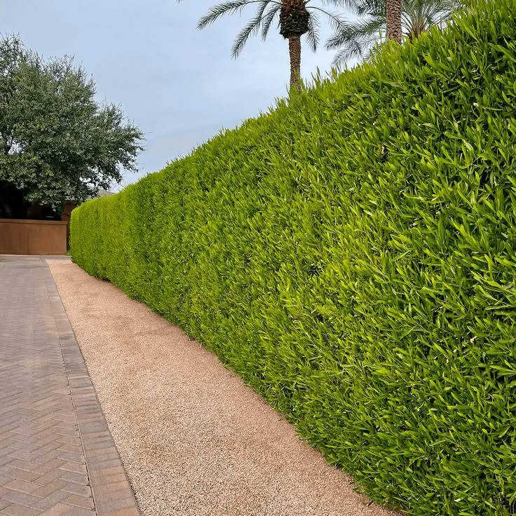الدودونيا 🌿🍀💚
..........
هي شجيرة مستديمة الخضرة قد يصل ارتفاعها إلى 4 متر  وتزرع لغرض تسوير وتحديد الحدائق أو كأشجار مستقلة تقلم بالشكل المرغوب لقابليتها الجيدة للتشكيل حسب الرغبة ينتشر استخدامها في الحدائق العامة والخاصة .

 
تعتبر  من الشجيرات الفائقة التحمل والتكيف، فهي تنمو في الظروف البيئية الصعبة بشكل ممتاز، وتتحمل العوامل البيئية القاسية مثل الحرارة العالية والجفاف والرياح وملوحة التربة .

متوفره 
بسعر 750 جملة 
وبسعر 1000 دينار للوحدة (مفرد)  
اقل عدد جمله 10 فما فوق
واتساب ؛ ***********

نص مكتوب في الصور:
- OPPO Reno6 Z 5G
- ددونيا