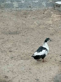 نضاف بيت • عدد ٨