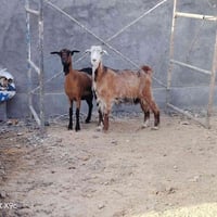 زوج عنوز • توائم • الأنبار