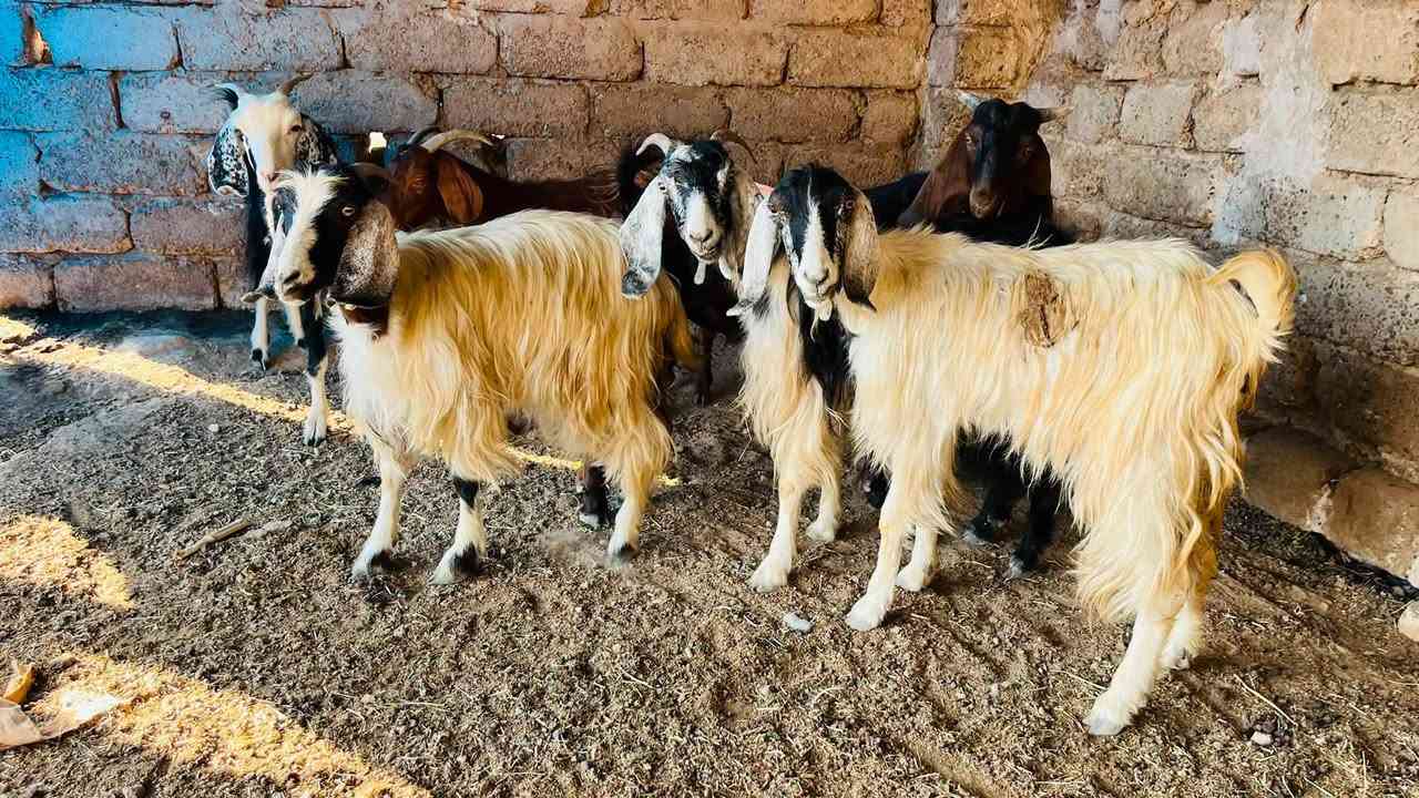 5 اعنوز + جدي افغاني كلهن عشر ما شاءالله بعدهن بيهن اول بطن وبيهن ثاني وثالث
سعر العنز 210 قفل وسعر الجدي 265
المكان العلم سمره لا يوجد توصيل
***********
