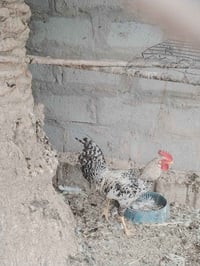 ٥ ديوجه • شباب • الطيفيه