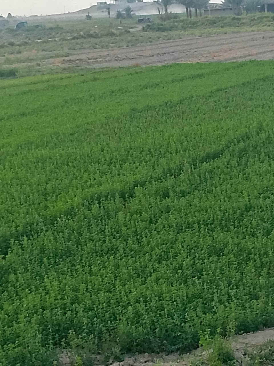 ٥ دوانم • طابو زراعي • سند ٢٥