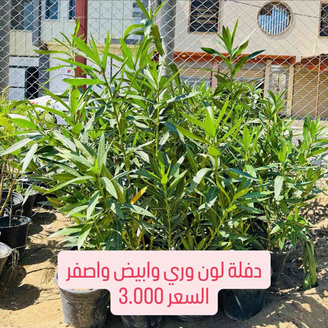 ⁨ ⁨ 🌳🌱 مشتل سما الربيع يطلق حملة مدعومة الأسعار لتشجير مدينتنا 🌱🌳

انطلاقاً من أهمية زيادة المساحات الخضراء وتشجيع أهل مدينتنا على الزراعة والتشجير، يطلق مشتل سما الربيع حملة بأسعار مدعومة ومخفضة على مجموعة من الأشجار والنباتات الخارجية، حتى نخلي الزراعة بمتناول الجميع 💚

قال رسول الله ﷺ:
«ما من مسلمٍ يغرس غرسًا، أو يزرع زرعًا، فيأكل منه طيرٌ أو إنسانٌ أو بهيمةٌ، إلا كان له به صدقة» 🌱

🌳 الأسعار تبدأ من 1,000 دينار فقط:

🌿 ألبيزيا ارتفاع 80 سم تقريباً — 1,000 د.ع فقط
🌿 ألبيزيا ارتفاع 1 متر — 2,000 د.ع أو 3 بـ5,000
🌿 ألبيزيا ارتفاع 1.5 متر — 3,000 د.ع أو 4 بـ10,000
🌳 ألبيزيا ارتفاع 2 متر — 4,000 د.ع
🌸 دفلة وردي / أبيض / أصفر — 3,000 د.ع
🌺 ختم السحل ارتفاع 120 سم — 2,500 د.ع
🌿 أكاسيا أفريقي — 3,500 د.ع
🌿 أكاسيا مصري حمراء — 3,500 د.ع
🌱 كابرس ارتفاع 1 متر — 3,000 د.ع أو قطعتين بـ5,000

💚 هدفنا مو بس نبيع نبتة… هدفنا نشوف مدينتنا أكثر خضرة وجمالاً.
ازرع أمام بيتك، بحديقتك، بمزرعتك أو بأي مساحة مناسبة، وخلي لكل واحد من عدنا مساهمة صغيرة بتشجير مدينتنا. 🌳

🔥 الأسعار مدعومة ضمن الحملة والكميات محدودة، سارع قبل نفاذ الكمية.
📞 ***********
📍 مشتل سما الربيع
الأنبار – الفلوجة – شارع 40 – فرع مرطبات البطريق أو مخبز الحجي
🚚 التوصيل متوفر لجميع محافظات العراق

#مشتل_سما_الربيع #حملة_تشجير #أشجار #نباتات #اشجار⁩

نص مكتوب في الصور:
- البيزيا ارتفاع 80 سم تقريبا
- السعر 1.000
- البيزيا ارتفاع 1 متر
- السعر 2.000 او كل 3 قطع بـ 5.000
- البیزیا ارتفاع 1 متر ونصف السعر 3.000 او كل 4 قطع ب10.000
- البيزيا ارتفاع 2 متر
- السعر 4.000
- دفلة لون وردي وابيض واصفر
- السعر 3.000
