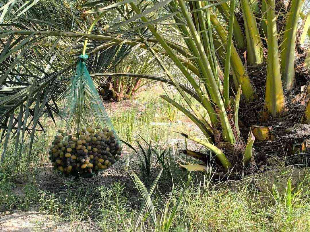 فسائل للبيع اصليات مدفونات جوه امهاتهن القلع بحظور المشتري العنوان واسط.  برحي 100الف 
مجهول 110الف 
 ألاستفسار والاتصال عل رقم. ***********

