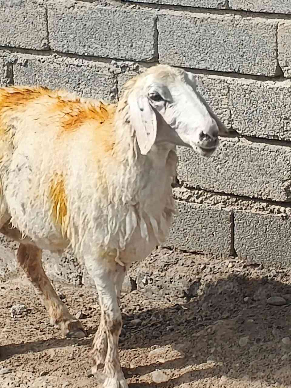 نعجة • نصاحه ٥ايام • صلاح الدين