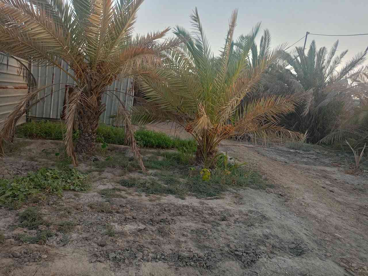 السلام عليكم بيت للبيع مع بستان حديقه چبيره مساحه 1000م
العنوان ناصريه منطقة العكر خلف محطة القطار 

 محتويات البيت صاله 2غرف وديوانيه مطبخ 

وصحيات.  خارجيه  

  مساحة بناء البيت. 200 م. البيت   متوفر بي كافة الخدمات الاستفسار الاتصال على الرقم ***********
