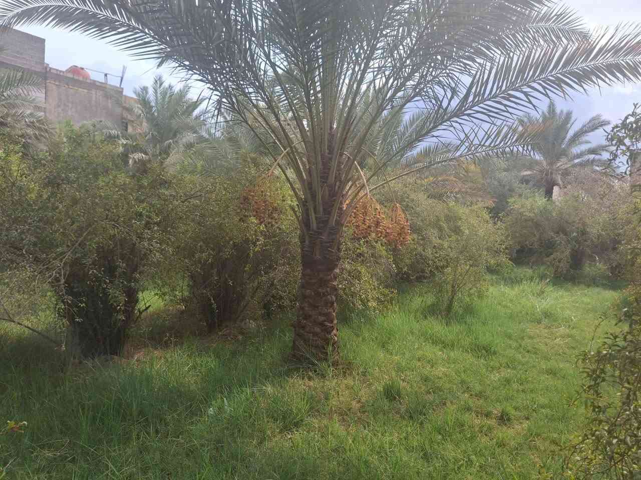 دونم ونص • واجهة ٣٤م • طابو سند ٢٥