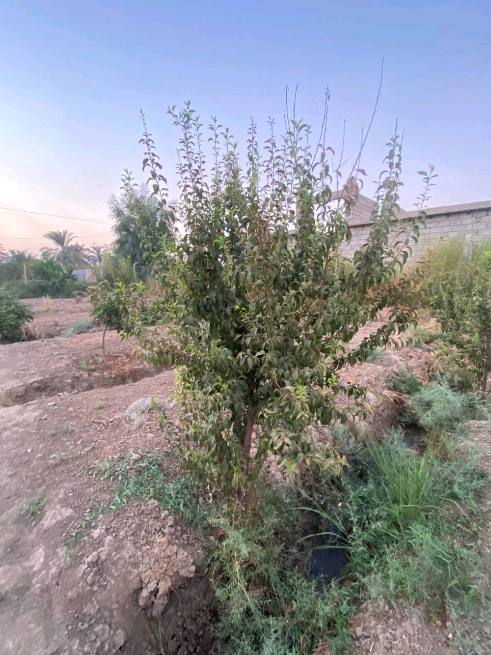 بستان زراعية للبيع الموقع صلاح الدين عزبز بلد مدخل 5  للاستفسار الاتصال بالرقم التالي *********** يوجد فيها آبار عدد 2 وكهرباء وماء حلو واشجار فواكه آلو مشمش تين لنك الدنيا تفاح كوجه الخ
