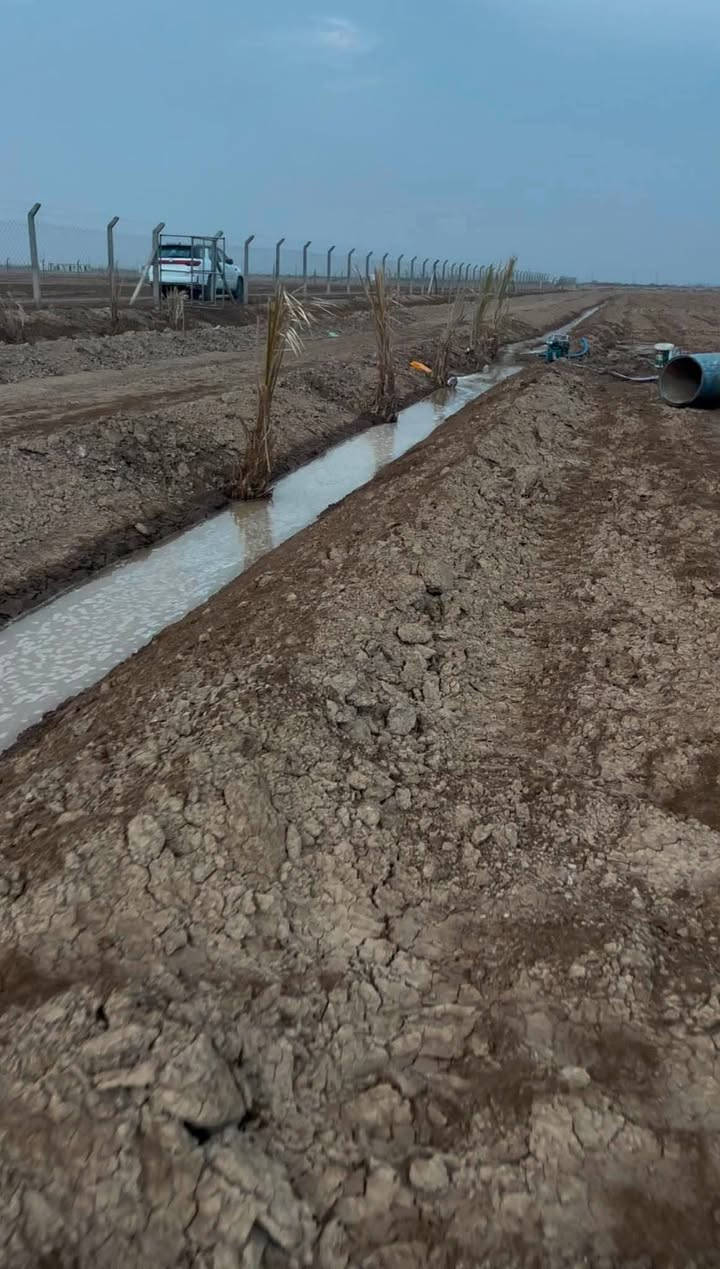 بالحكيم ا • ٢٥٠٠م • سند ٢٥