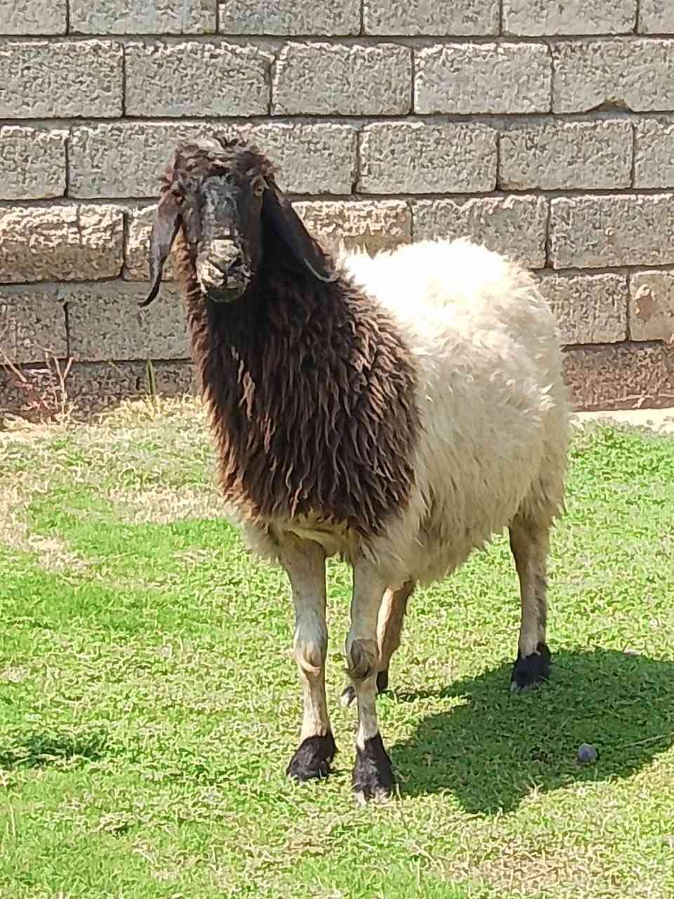 السلام عليكم نعحه خشانه فول سمينه فول مربوطه على طحين صبه مال لحم سنه حيل نضيف ثالث رابع شرط          شرط النصاحه المكان صلاح الدين الشرقاط قرية الحوريه مقابيل السايلو للستفسار اكثر اتصل على رقم ***********
