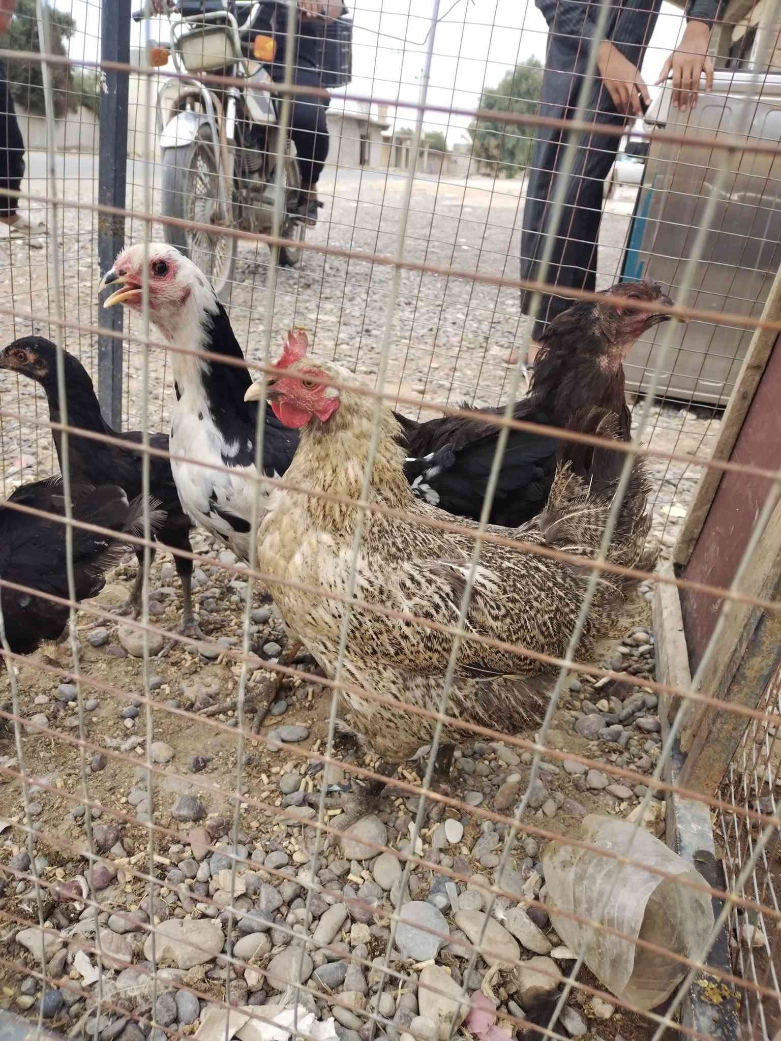 *********** يوجد دجاج حي اللبيع ودجاج عرب  العنوان قريه الجرف
