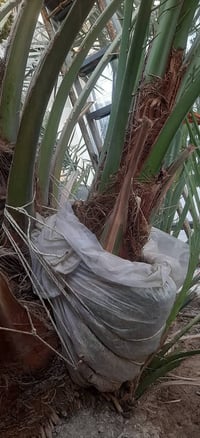 فسائل برحي • ٤ قطع • ٢ كبار ٢ وسط