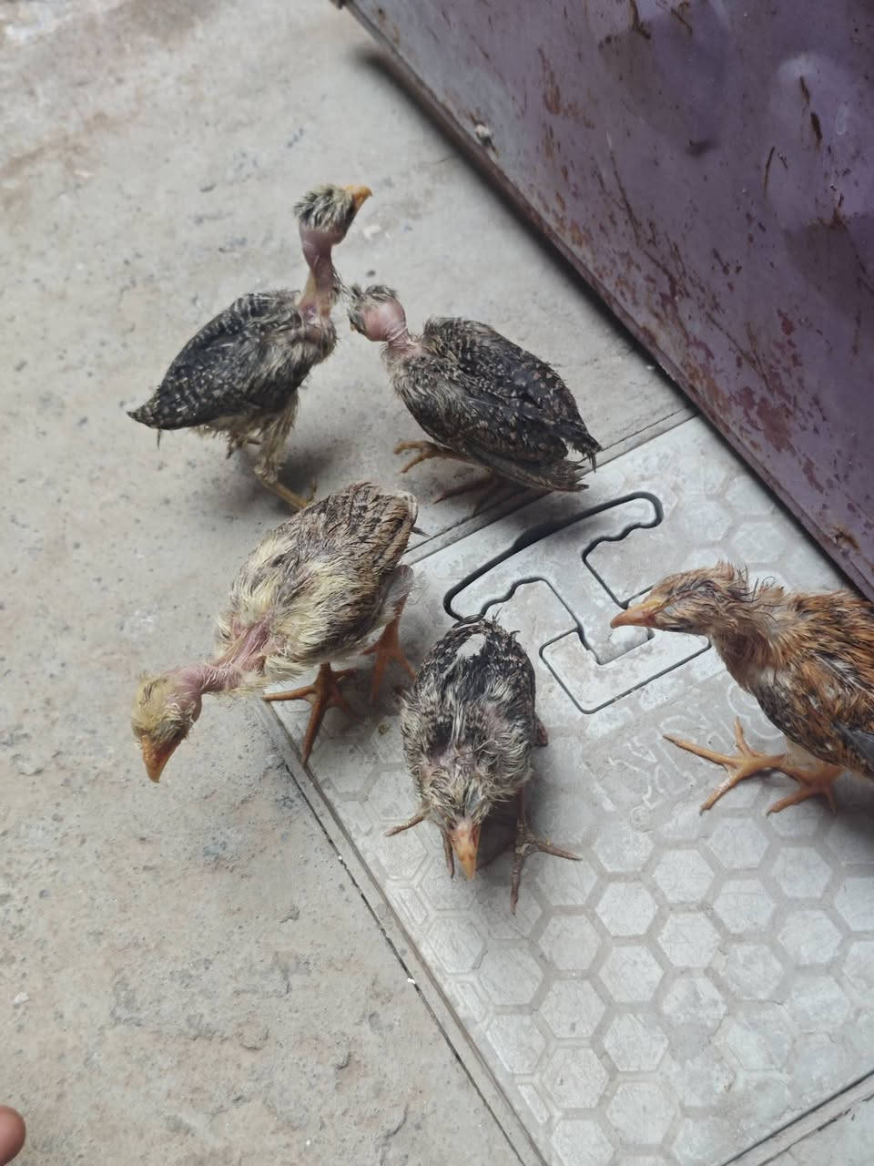 دجاجه هيه وكتاكيتها ودجاجة نوعها السلطاني قيم وأخذ ***********
