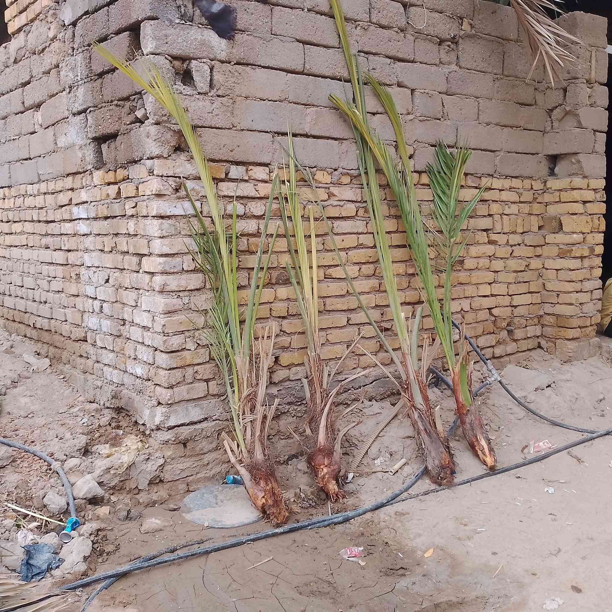 الناصرية • فسائل شويثي • أحمر