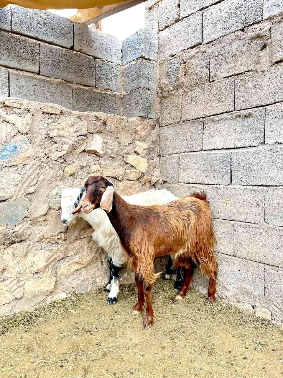 جذعه وجدي • مرتب حيل • حي العسكري
